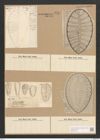 Surirella striatula Turp. (de-Toni-Nr.: Genus 53, Species 2238) Zeichnungen Sammlung Grunow Nr. 4667 (NHMW-BOT-W0372734)
